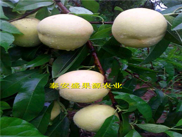 黃州中油4號桃樹種苗抗旱耐寒中油4號桃樹種苗哪里有賣
