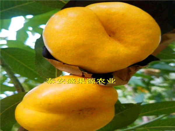 黃州中油4號桃樹種苗抗旱耐寒中油4號桃樹種苗哪里有賣