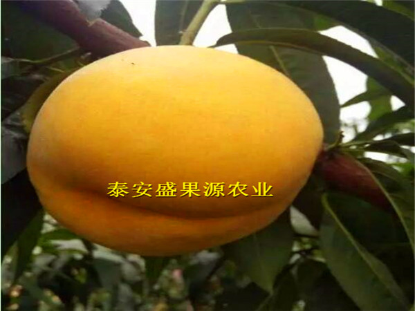 西佤族自治縣全新油桃桃樹種苗實(shí)地照片