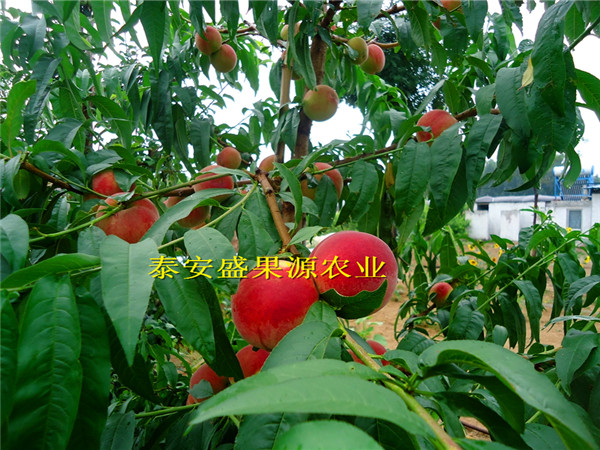 九寨沟县油蟠桃树种苗品种精选油蟠桃树种苗产量高吗