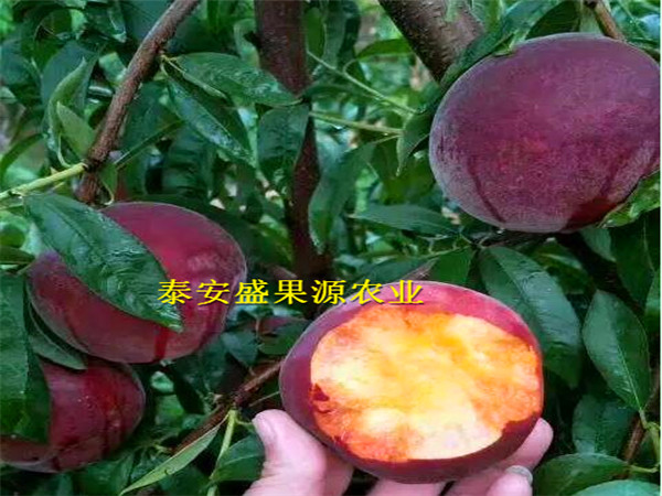 九寨沟县油蟠桃树种苗品种精选油蟠桃树种苗产量高吗