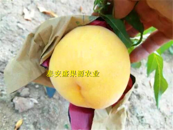 產(chǎn)地供應(yīng)雙城哪里找北京14號(hào)桃樹(shù)種苗基地