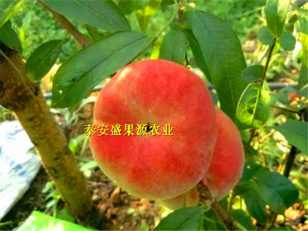 產(chǎn)地供應(yīng)雙城哪里找北京14號(hào)桃樹(shù)種苗基地