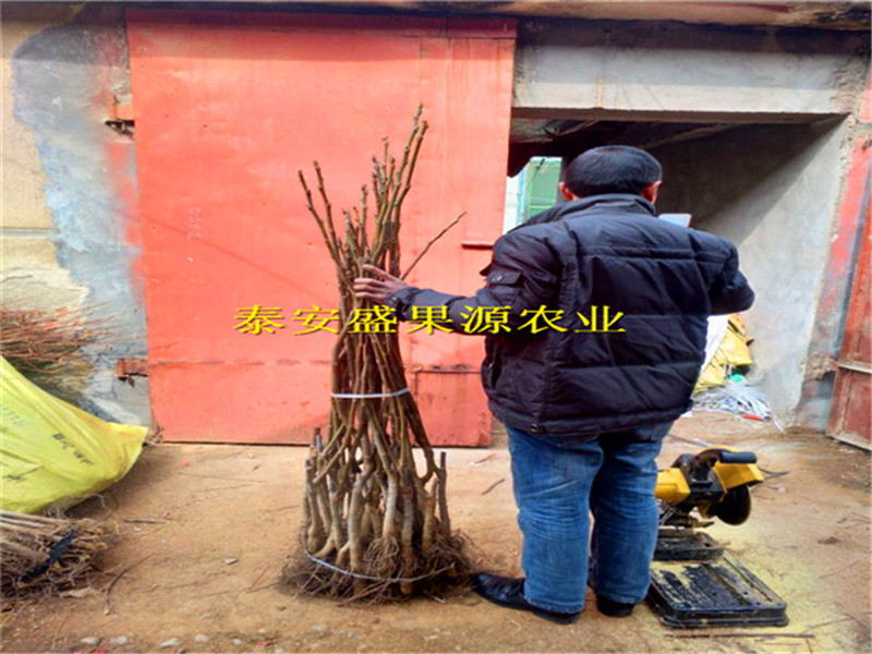 盛果源核桃实生苗哪里有卖北京核桃实生苗种植规律