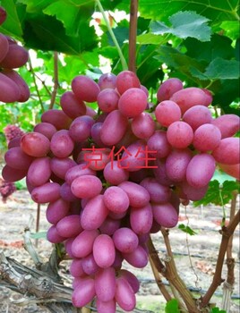 克倫生葡萄苗新報(bào)價(jià)克倫生葡萄苗品種介紹