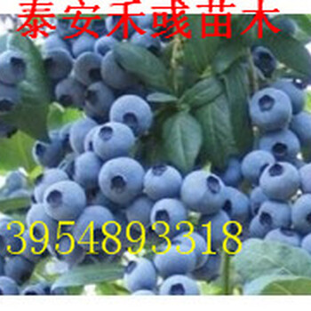 蓝莓苗多少钱一棵蓝莓苗品种介绍
