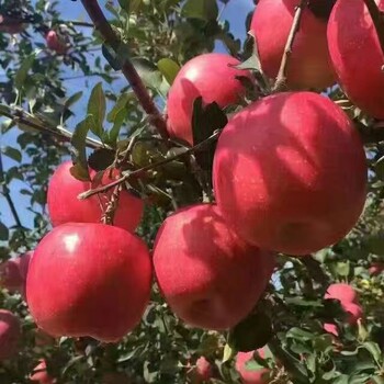 紅色之愛蘋果苗價格紅色之愛蘋果種植條件