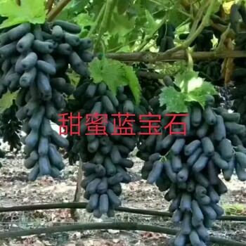 甜蜜蓝宝石葡萄苗价格甜蜜蓝宝石葡萄苗行情