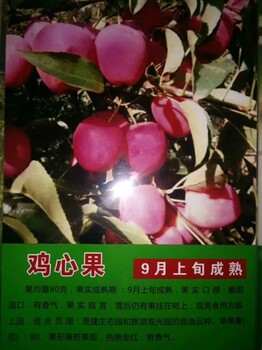 5公分鸡心果树新报价5公分鸡心果树产量抗寒品种鸡心果简介