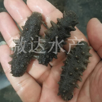 大連即食海參多少錢一斤