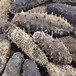  Dalian sea cucumber wholesale sea cucumber dry goods light dried sea cucumber