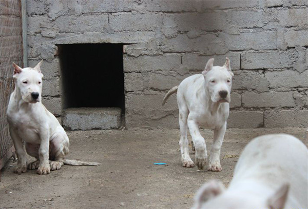 兰州市哪里有卖马犬的