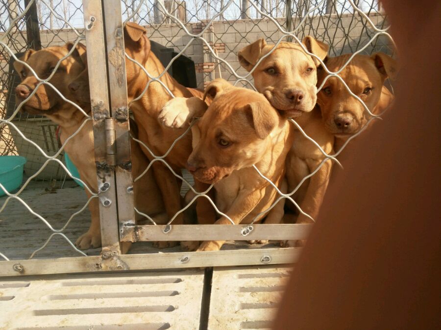 兰州市哪里有卖马犬的