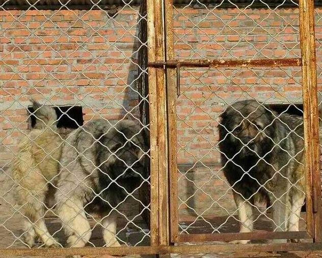 兰州市哪里有卖马犬的