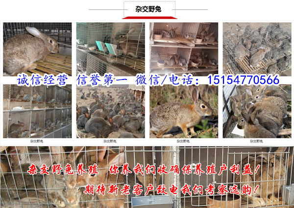 徐州市公羊兔养殖基地