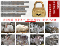 盘锦市虎皮黄兔养殖场图片0