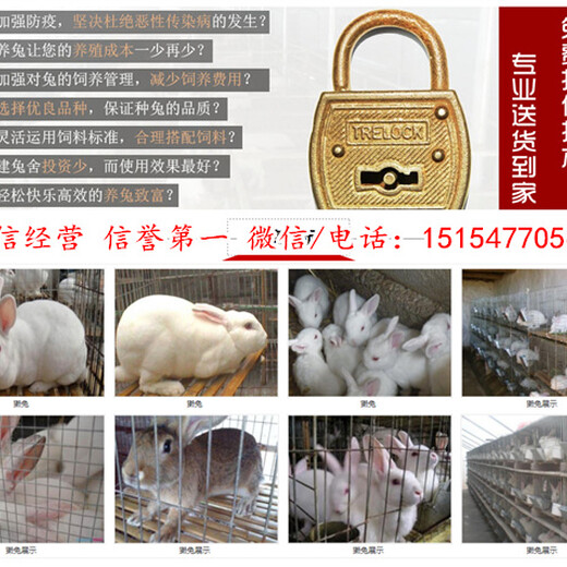 徐州市公羊兔养殖基地