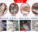 乐业县本地养兔场免费提供养殖技术图片