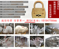 昌乐县杂交野兔出售提供养殖技术