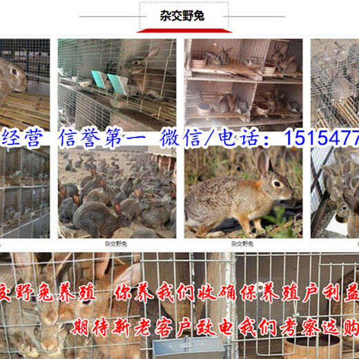 荆州兔子养殖场