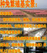 西充县本地养兔场免费提供养殖技术