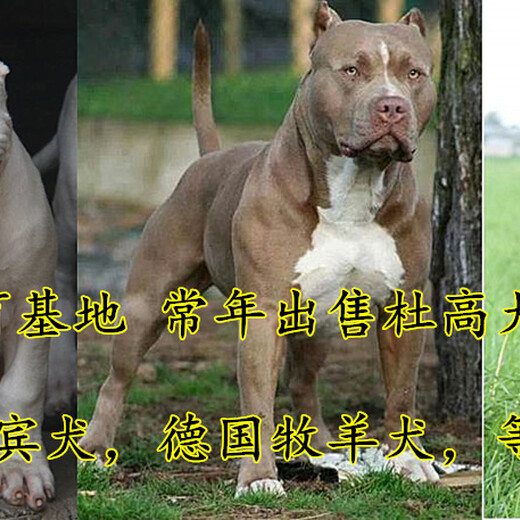 雅安金毛犬价格多少