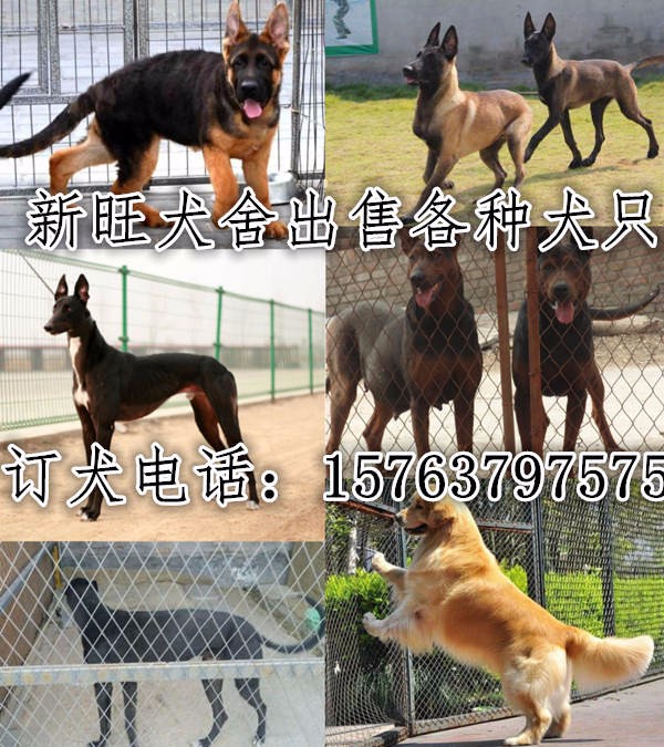 山西朔州山阴县金毛犬哪里有卖的