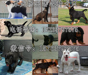 四川广安哪里有卖杜宾犬的图片1