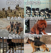 巢湖杜高犬养殖场（送398训练教程）图片
