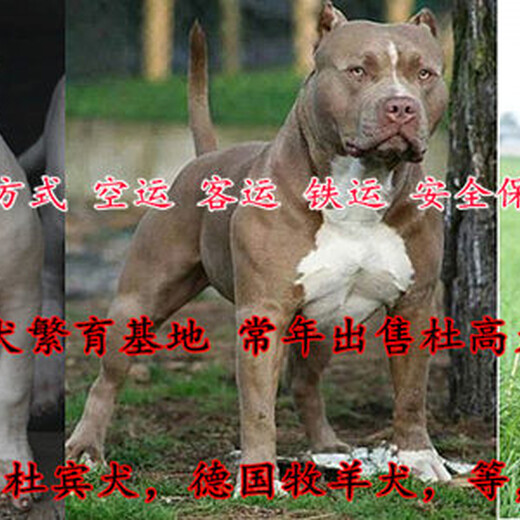 红河黑狼犬多少钱一只