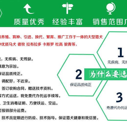 梅列区卡斯罗价格德国牧羊犬是纯种的报价