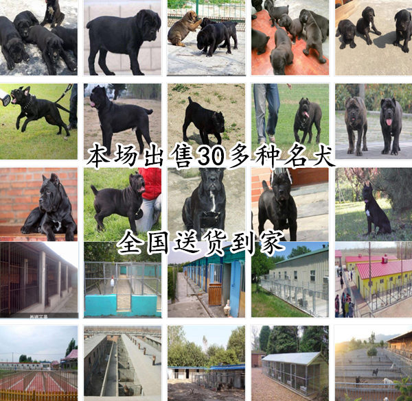 乐山沙湾狗场位置正规犬舍幼犬价格