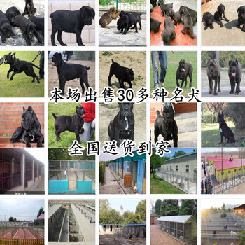 四川眉山黑狼犬价格防疫