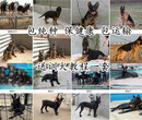 内蒙古乌兰察布黑狼犬批发地址图片