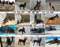 青海海西大型养狗基地纯种健康血统图片1
