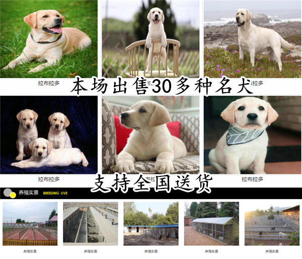 许昌襄城狗场联系地址正规犬舍幼犬价格