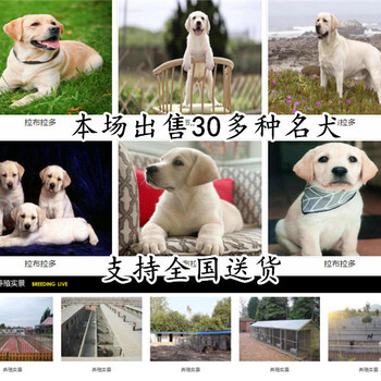 陇南文县有放牛犬出售狗场位置