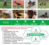 青海海西大型养狗基地纯种健康血统图片3