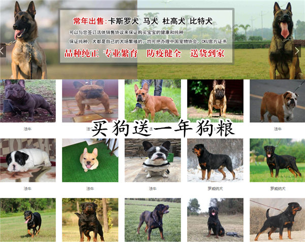 承德兴隆狗场联系地址正规犬舍价格行情