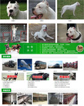 湖北鄂州罗威纳狗场地址图片5