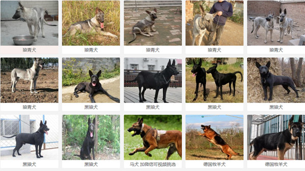 常德桃源狗场位置正规犬舍狗狗训练