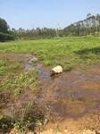 江门地区哪里有巴马香猪出售