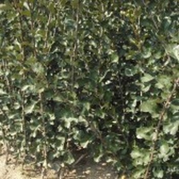 大金星山楂苗批發(fā)大金星山楂苗基地