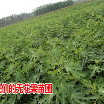 金傲芬無花果苗批發(fā)金傲芬無花果苗基地