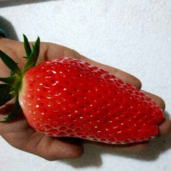 法兰地草莓苗批发法兰地草莓苗基地