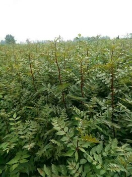 九葉青花椒苗價格九葉青花椒苗介紹