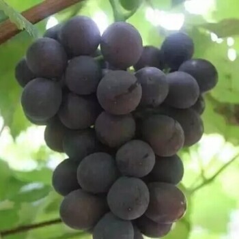 夏黑葡萄苗價格夏黑葡萄苗介紹