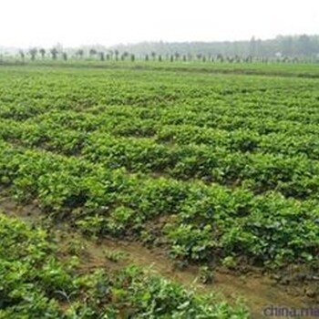 天仙醉草莓苗价格天仙醉草莓苗介绍