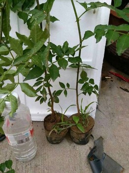 青椒花椒苗價(jià)格青椒花椒苗介紹