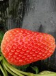 圣诞红草莓苗价格圣诞红草莓苗介绍图片
